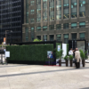 Boxwood Hedges Rental RBC Building