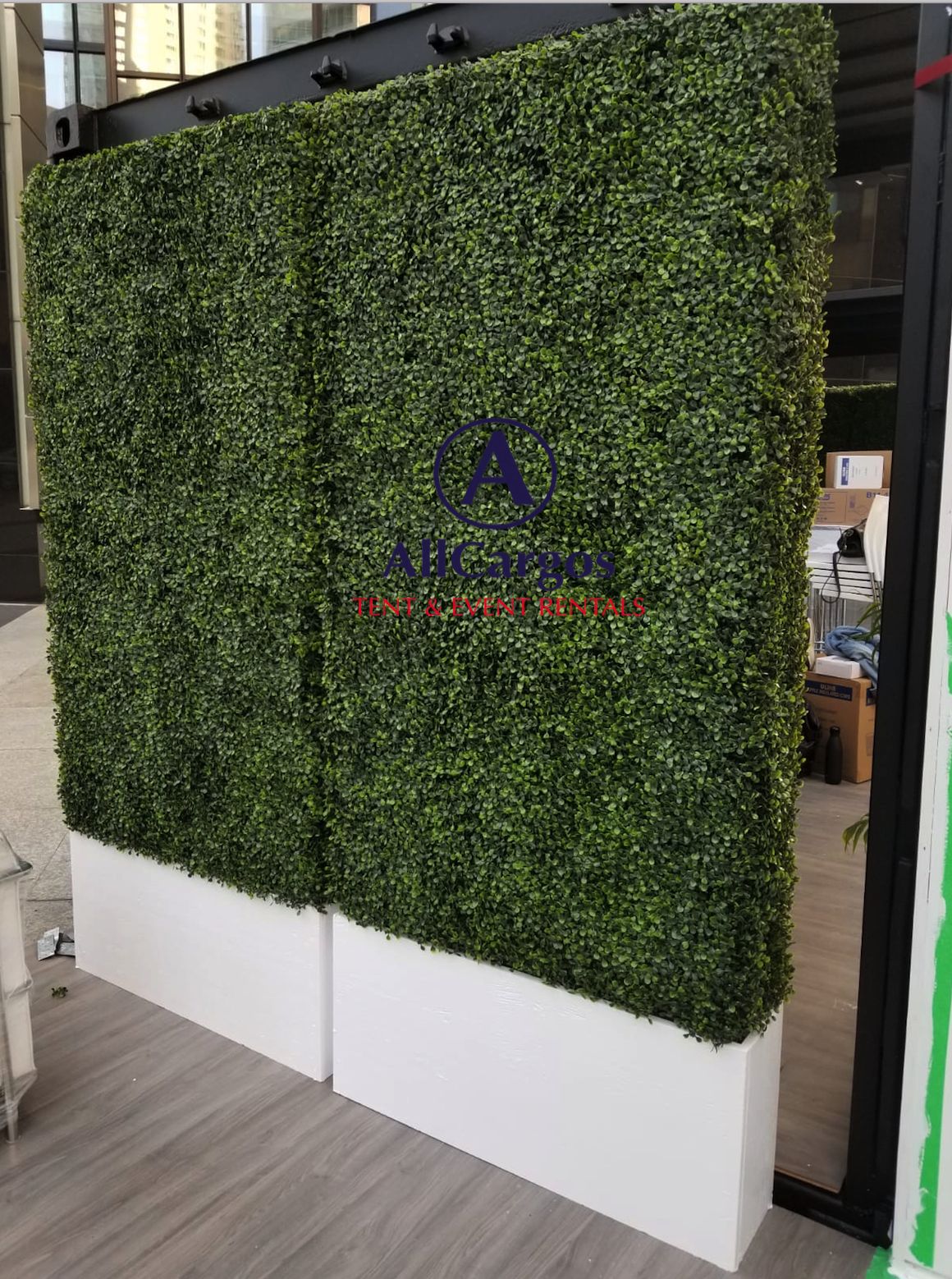 Boxwood Hedges Rental with White Planter