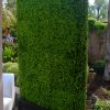 Toronto Boxwood Hedge Panel Rental for Backyard Events