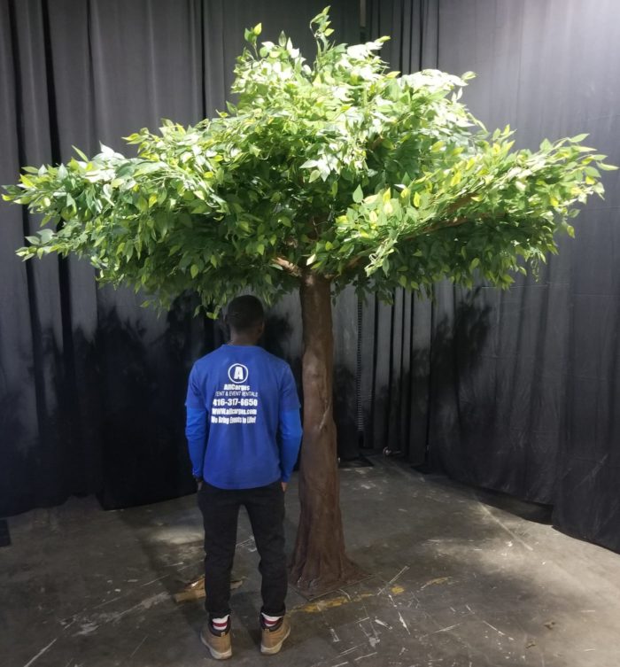 Artificial Ficus Green Tree Rental Toronto & GTA